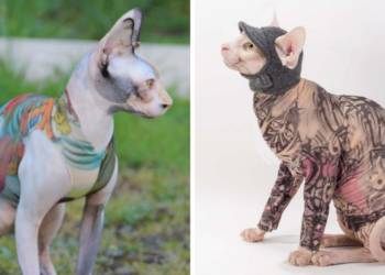 Etsy | SimplySphynx