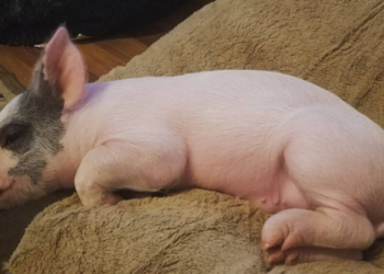 Instagram | @floppythepig