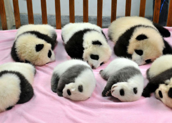 Chengdu Research Base of Giant Panda Breeding