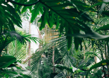Unsplash