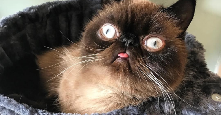 Instagram | @neko.ikiru.san