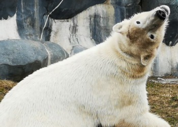 Facebook | The Toronto Zoo