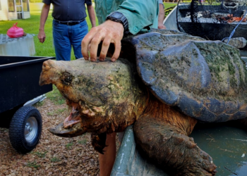Facebook | Central MS Turtle Rescue