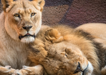 Facebook | Los Angeles Zoo and Botanical Gardens