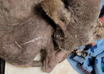 Facebook | Wildlife Works-Mount Pleasant