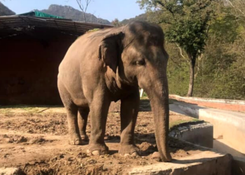 Facebook | Friends of Islamabad Zoo