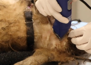 Facebook | KC Pet Project