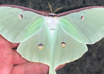 Instagram | @blacksburg_entomology
