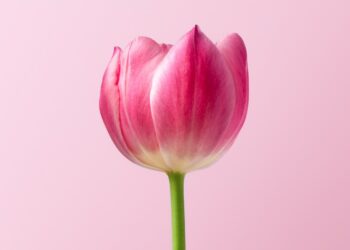 Unsplash | Dlanor S