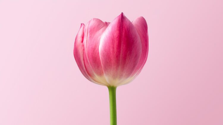 Unsplash | Dlanor S