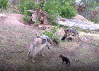 YouTube | Albuquerque BioPark