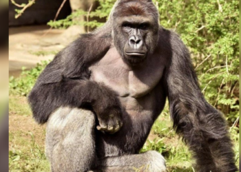 Cincinnati Zoo