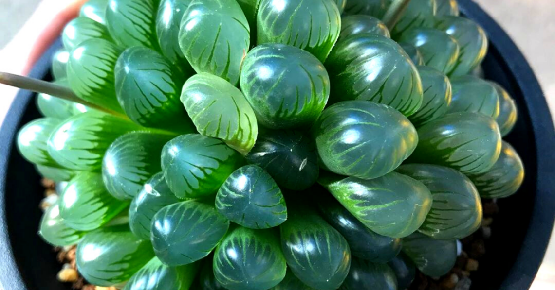 Instagram | @alsterworthia