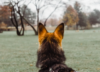 Unsplash