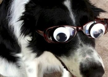 Reddit | szor