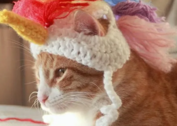 Etsy | PawsomeCrochet