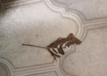 Reddit | Vulganar