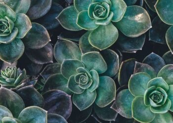 Unsplash