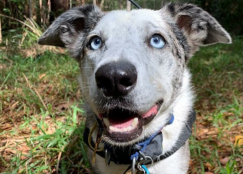 Instagram | @bearthekoaladog
