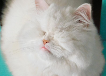 Instagram | @moetblindcat