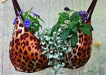 Facebook | Container Gardening Alliance