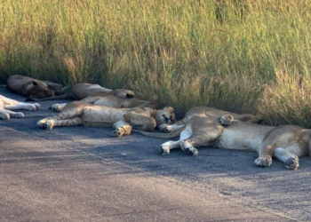 Richard Sowry via Twitter | @SANParksKNP