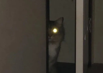 Reddit | skeezepartlepus