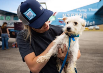 Facebook | Dog Is My CoPilot