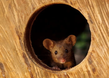 Facebook | George the Mouse in a log pile house