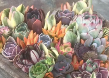 Etsy | QueenofSucculents