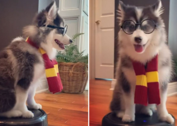 Instagram | @potterthepomsky