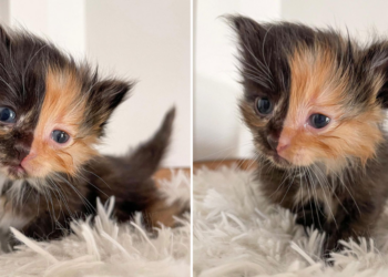 Instagram | @kittenitwithkiki