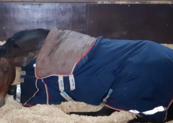 Merseyside Police Mounted Section