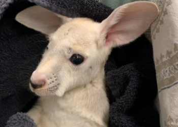Facebook | Animal Adventure Park