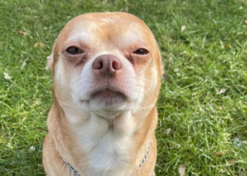 Facebook | Second Chance Pet Adoption League