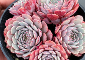 Etsy | TheLeafyHome