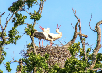 Brad Albrecht via White Stork Project