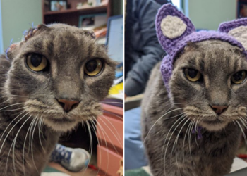 Facebook | Dane County Humane Society