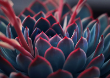 Unsplash