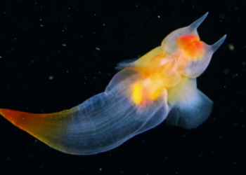 YouTube | Aquatilis