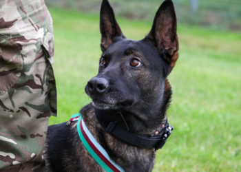 Twitter | @PDSA_HQ