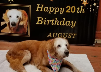 Facebook | GoldHeart Golden Retrievers Rescue