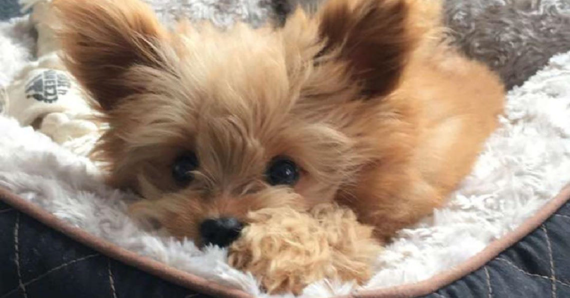 Instagram | @oliverthedogx