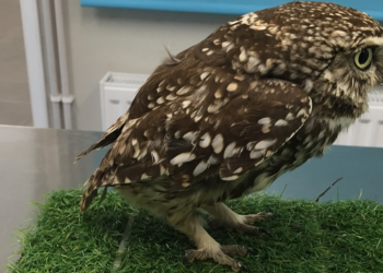 Facebook | Suffolk Owl Sanctuary