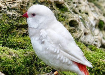 Wikimedia Commons | Mike's Birds