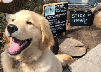 Instagram | @highparkpups