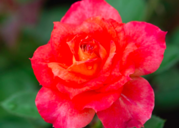 Flickr