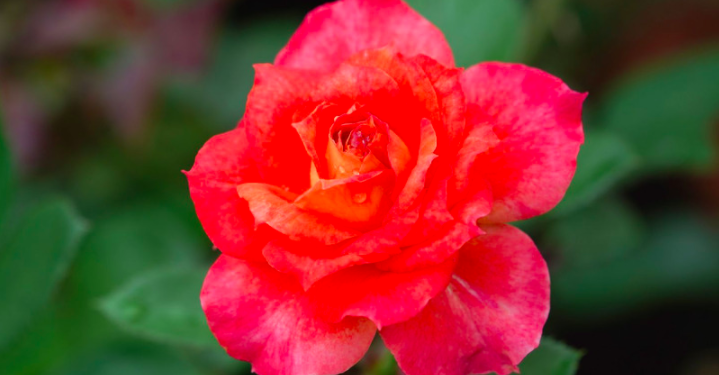 Flickr