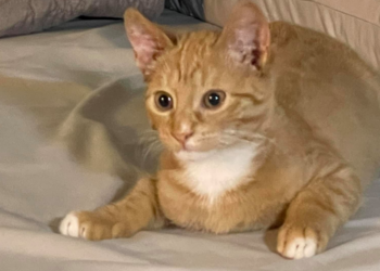 Facebook | Noah's Ark Animal Rescue NY