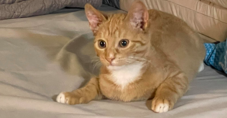 Facebook | Noah's Ark Animal Rescue NY